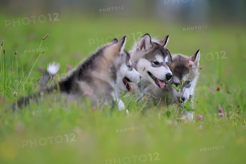 Alaskan Malamute puppies lying in the grass