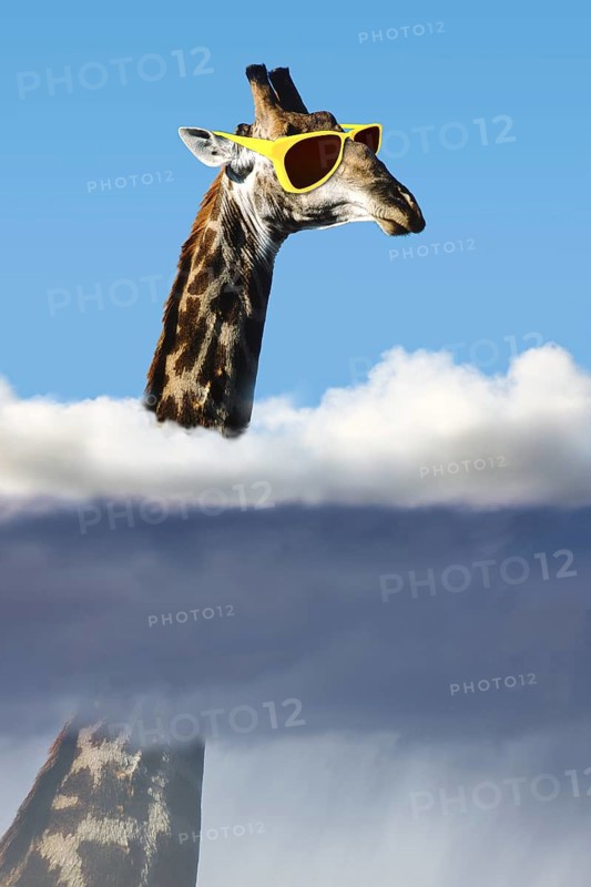 Giraffe with sunglasses with head above the clouds