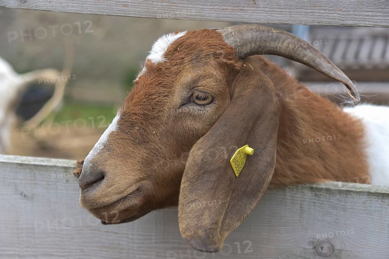 Boer goat