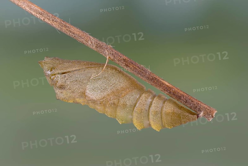 Swallowtail