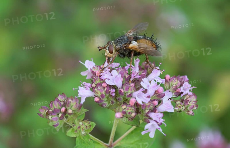Tachina fera