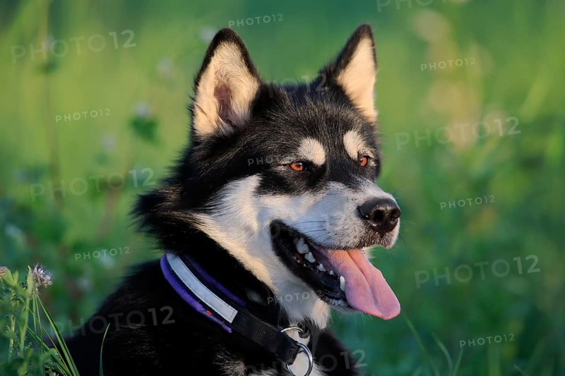 Alaskan Malamute Portrait
