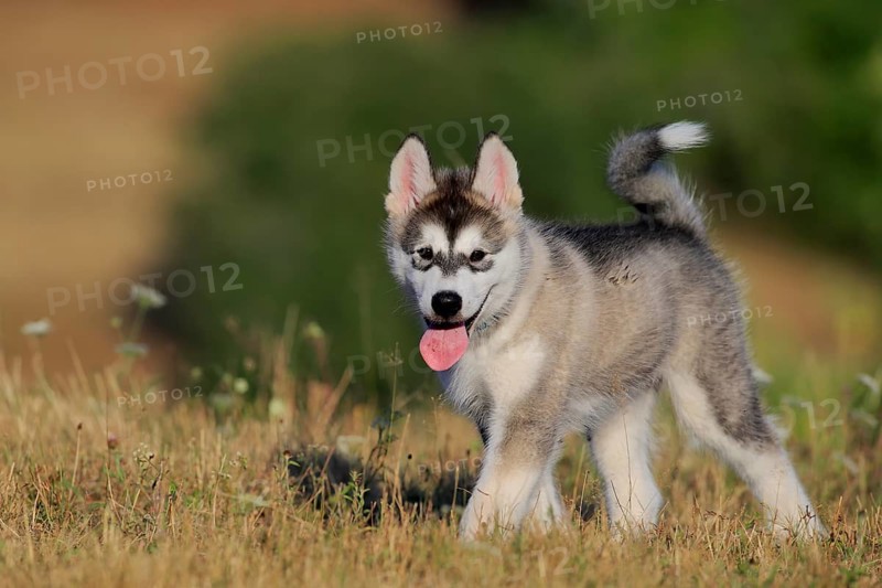 Alaskan Malamute puppy strokes through the grass