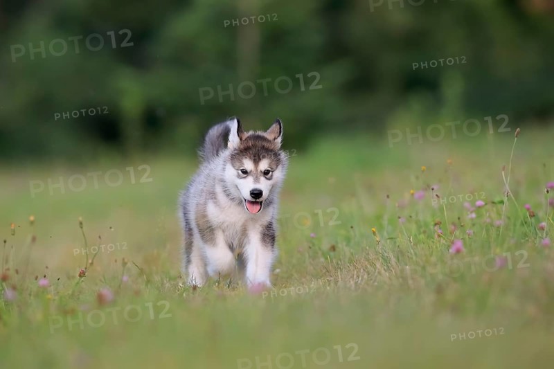 Alaskan Malamute puppy in a meadow
