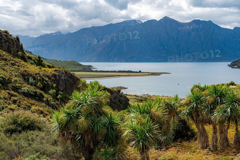 View of mountains and Lake Hawea with palm trees