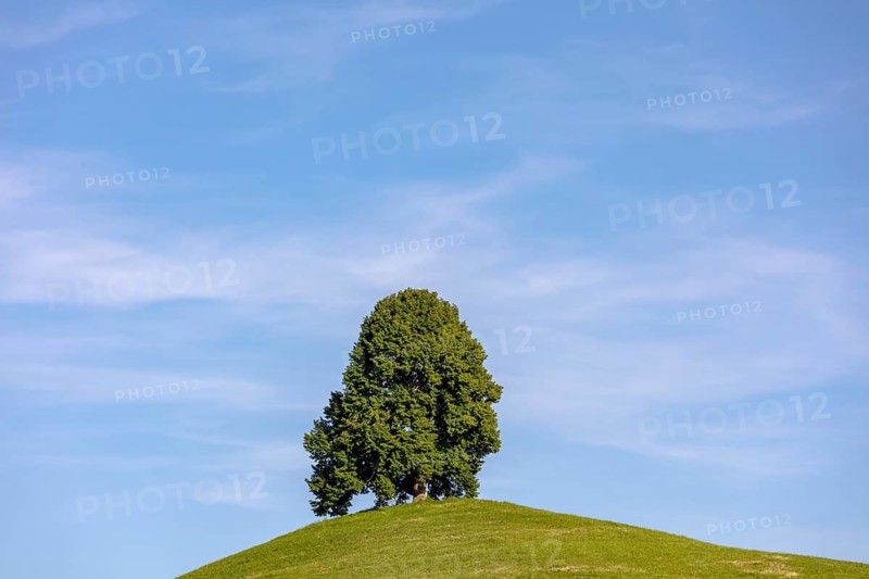 Solitary tree on drumlin