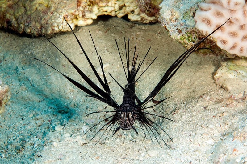 Black Red Lionfish