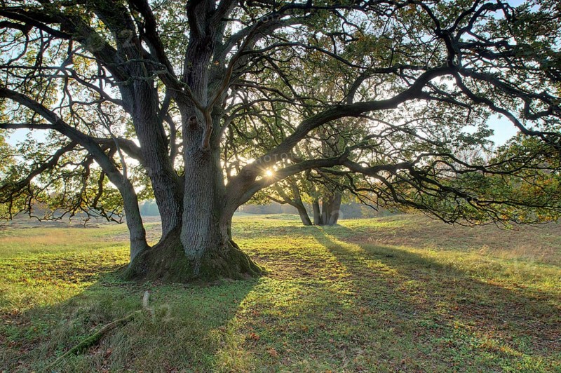 Wood pasture oak