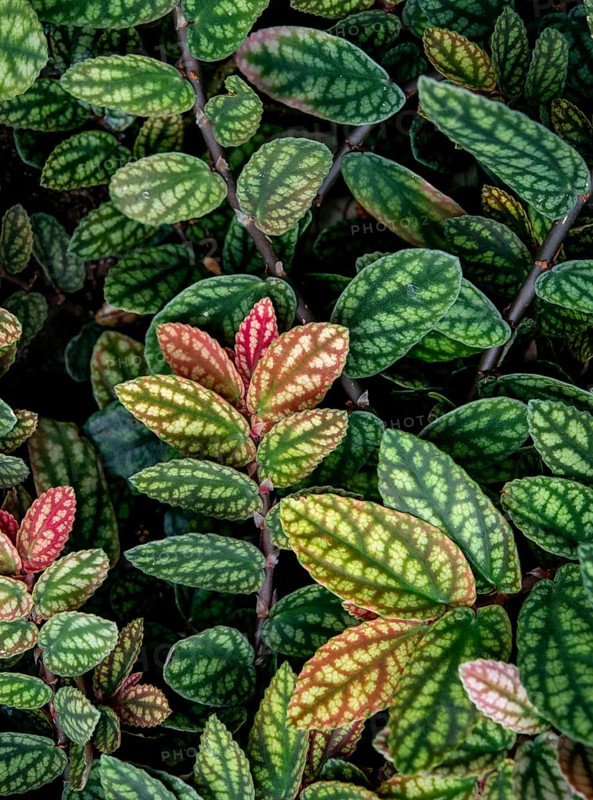 Green and purple patterned leaves