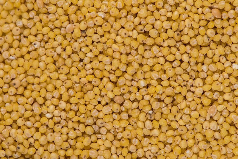 Golden Millet