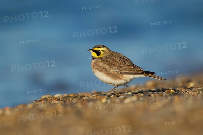 Shorelark or Horned lark