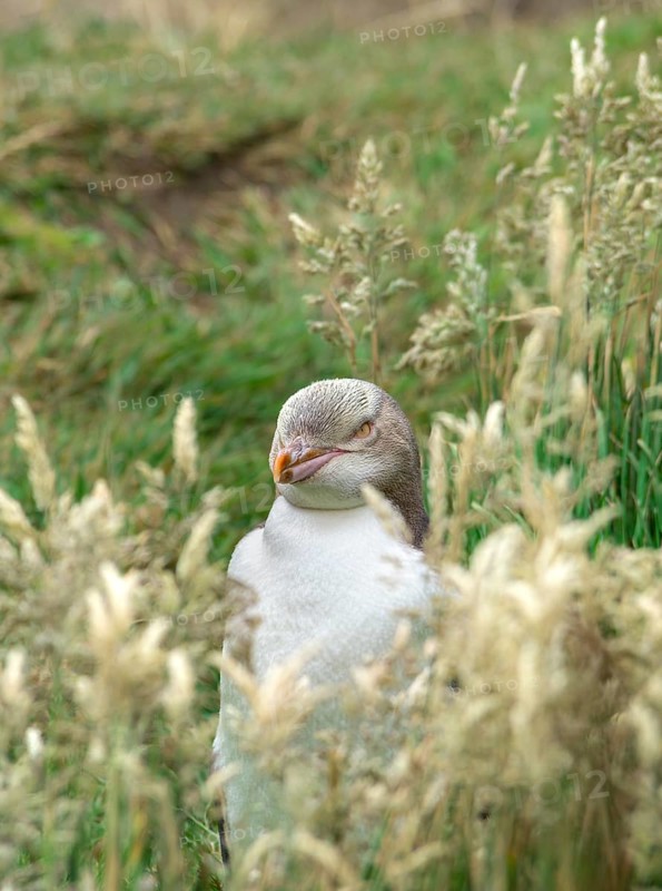 Yellow-eyed penguin