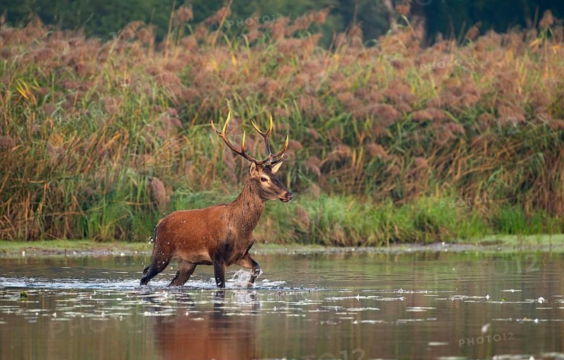 Red deer