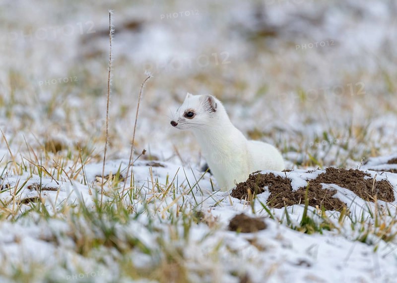 Stoat
