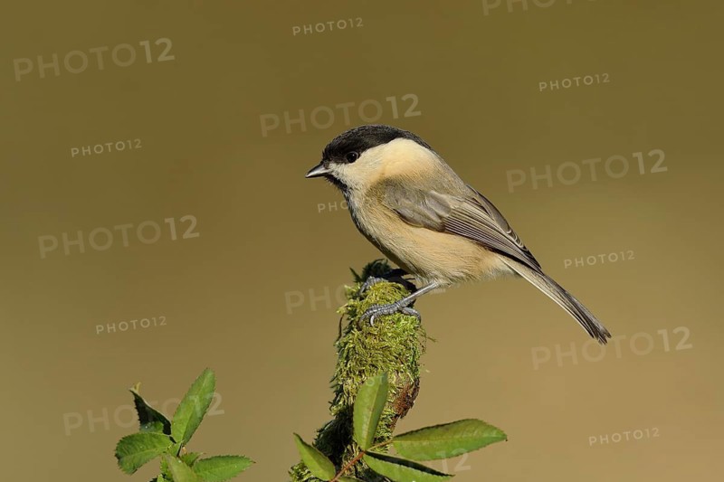 Willow tit