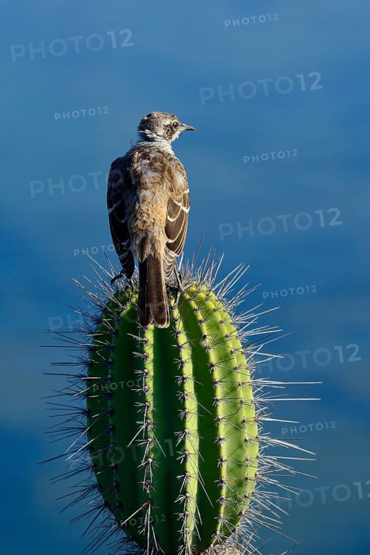 Galapagos mockingbird