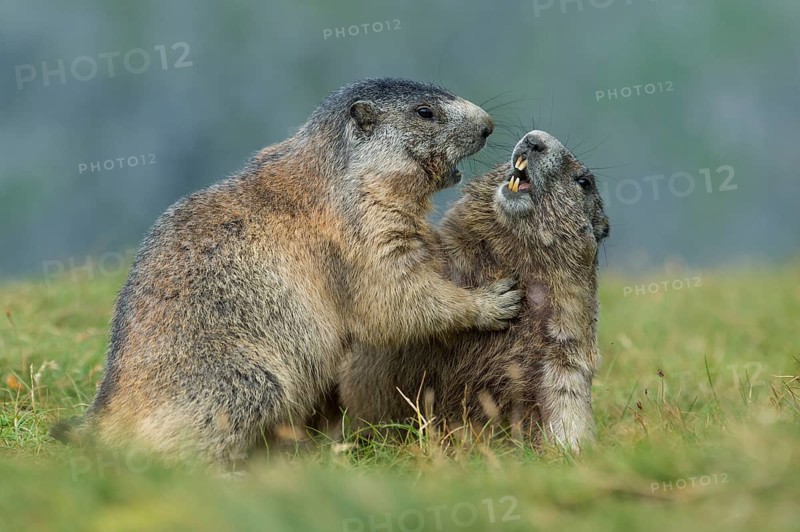 Marmots