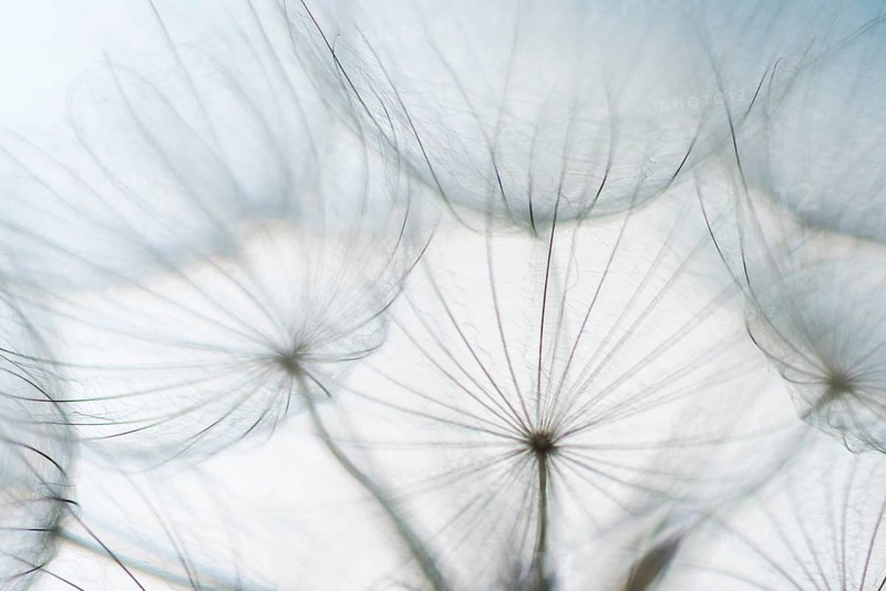 Filigree fruit stalks of a composite