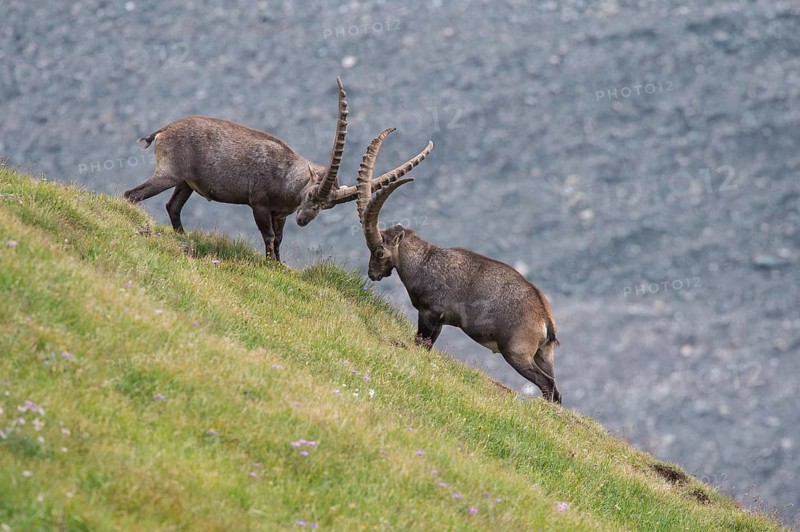 Fighting alpine ibex