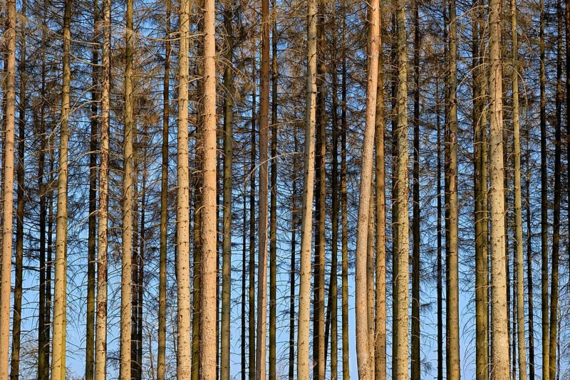 Coniferous forest