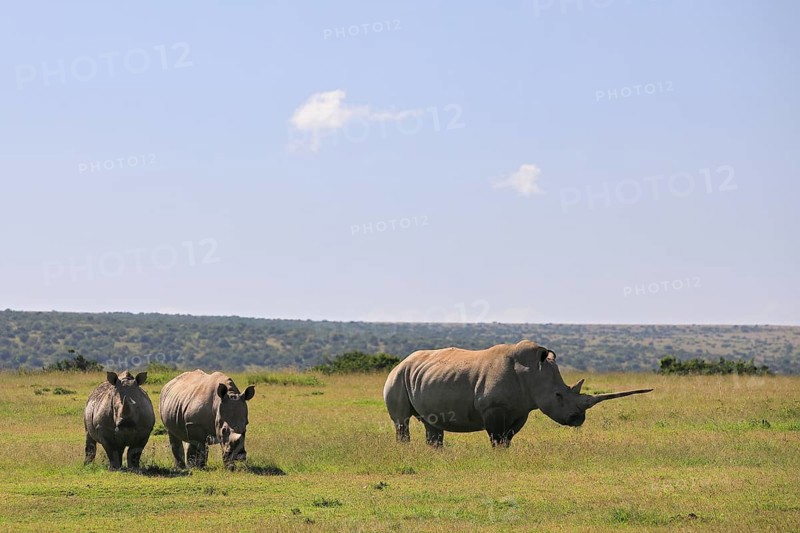 White rhinoceroses
