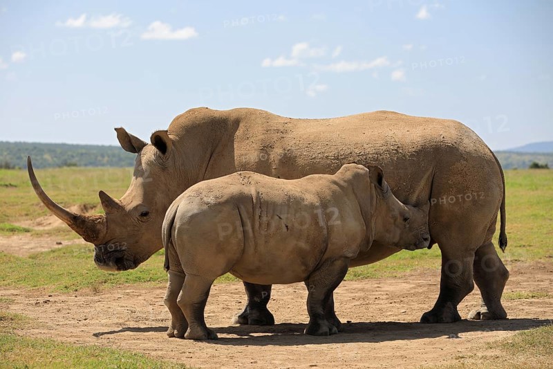 White rhinoceros