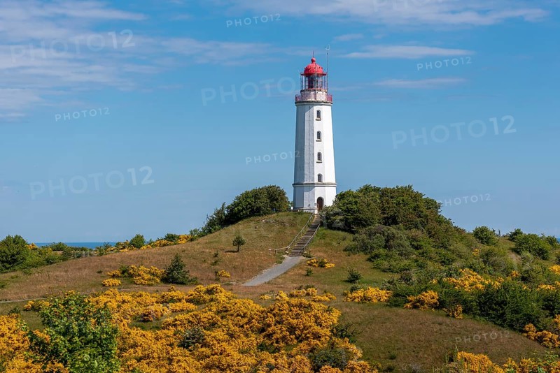 Lighthouse Dornbusch with blooming broom