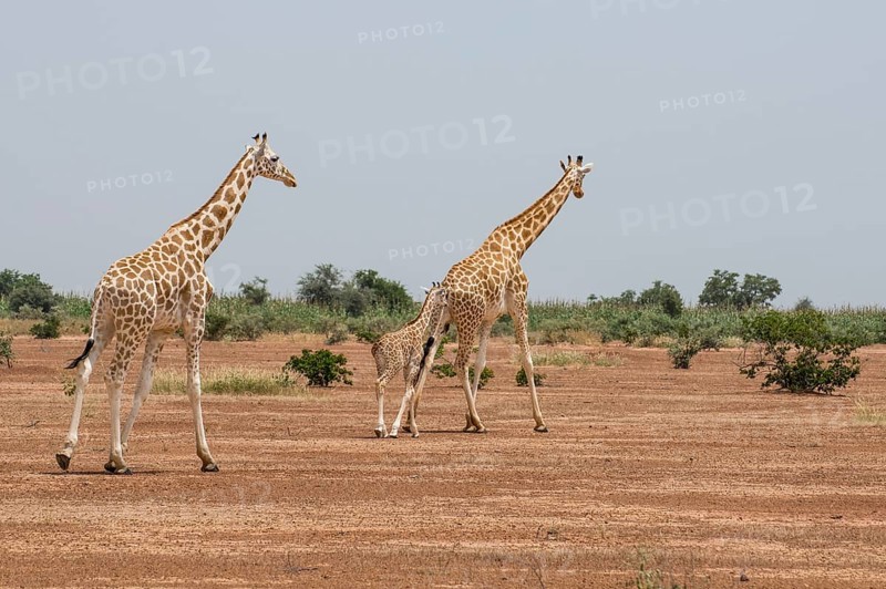 West African giraffes