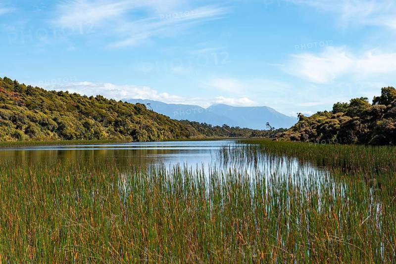 Reeds on the lake