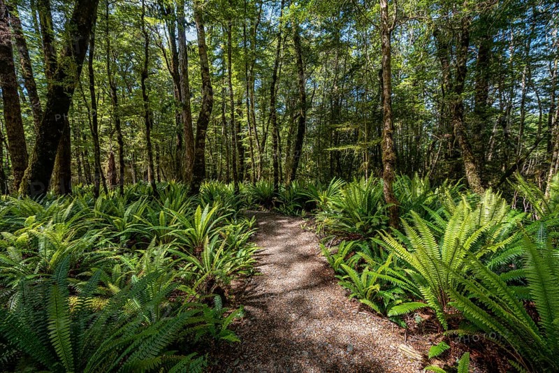 Hiking trail through forest with ferns