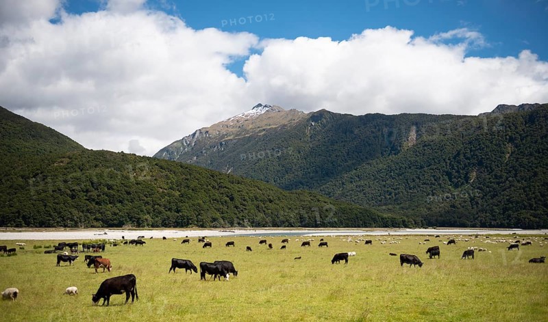 Pasture with cows and sheep in front of mountains