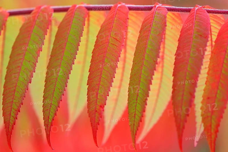Staghorn sumac
