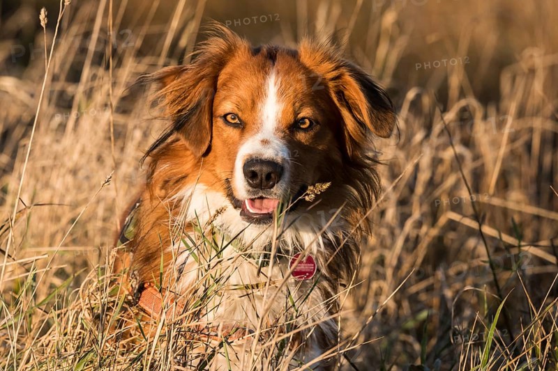 Austrian Pinscher