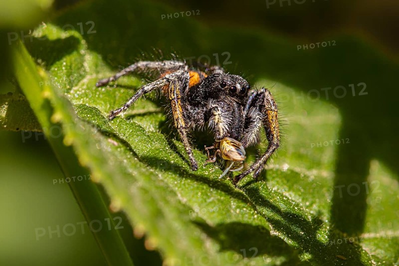 Gold eyes jumping spider
