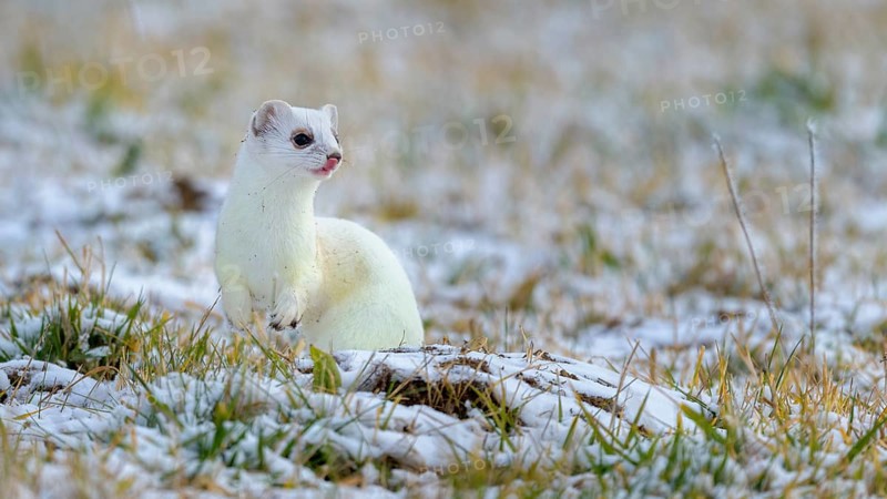 Stoat