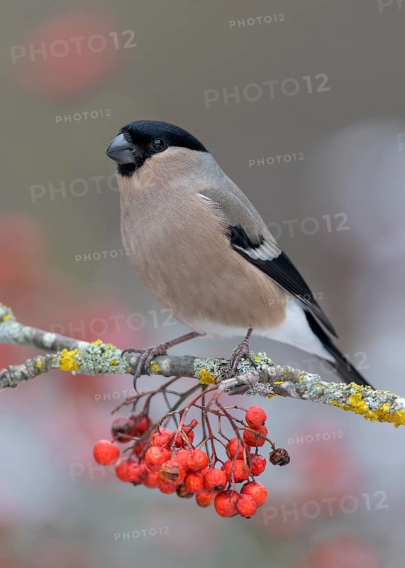 Eurasian bullfinch