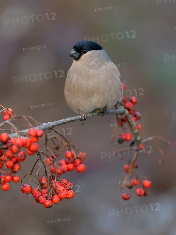 Eurasian bullfinch