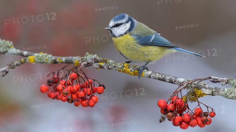 Blue tit