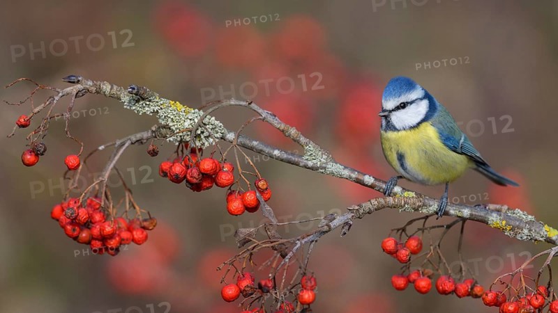 Blue tit