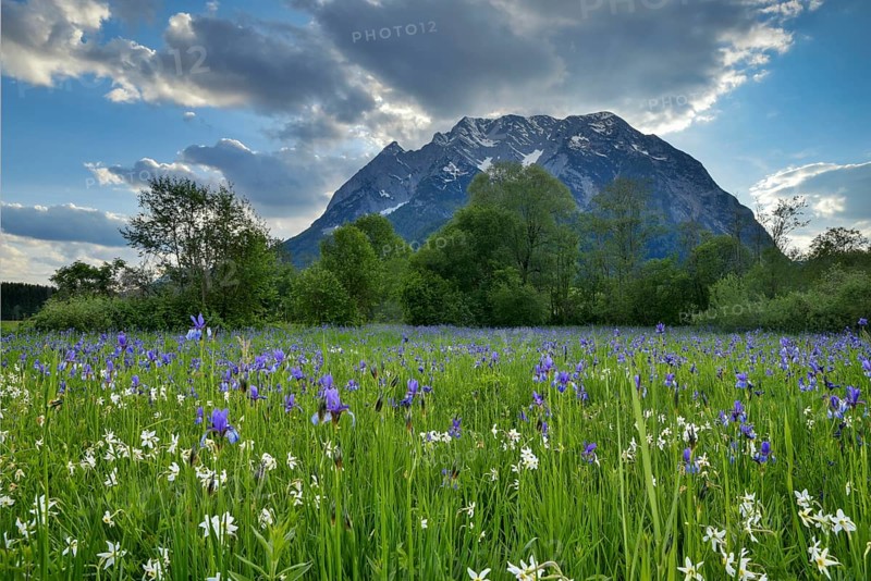 Meadow with white mountain daffodils