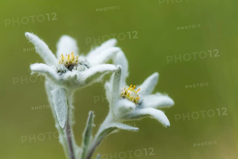 Edelweiss
