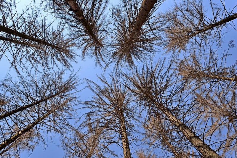 Spruce