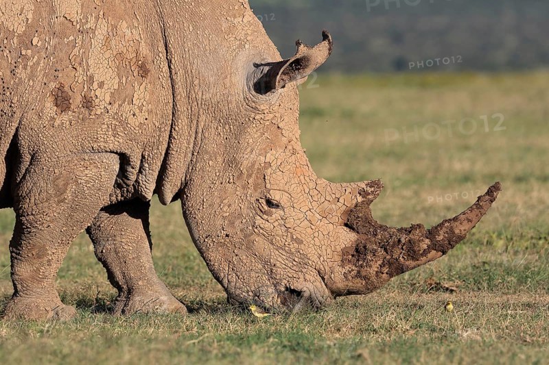 White rhinoceros
