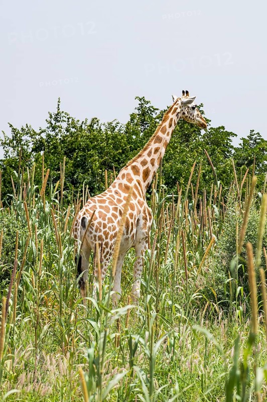 West African giraffe