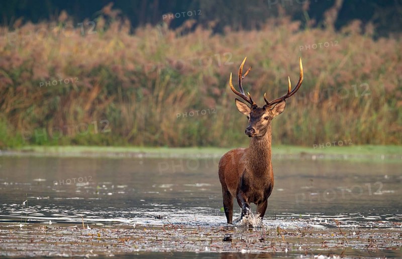 Red deer