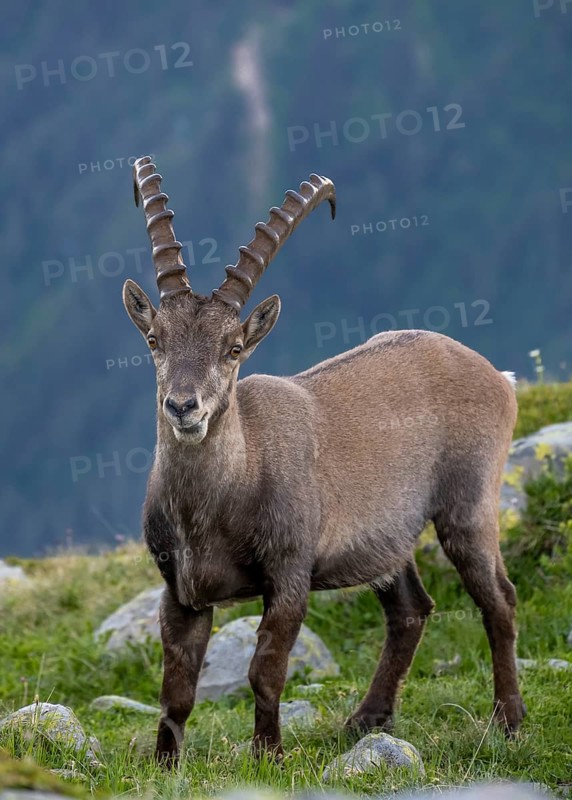Alpine Ibex