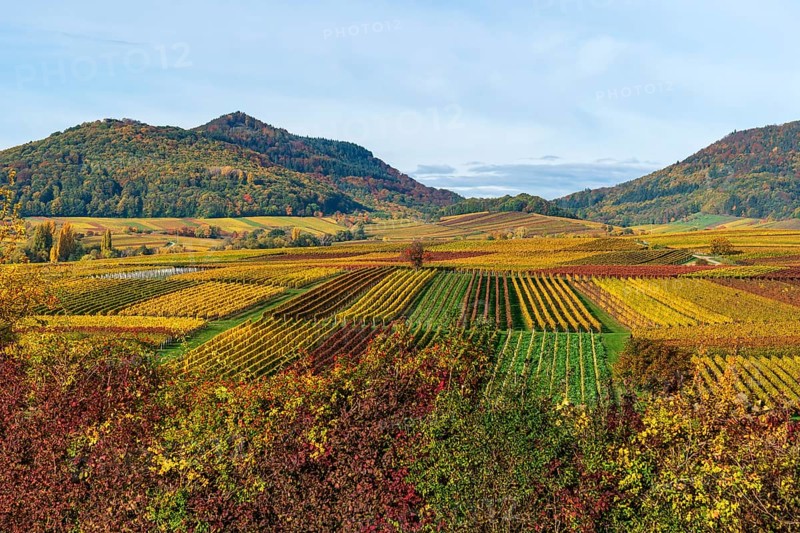 Vineyards in autumn colours