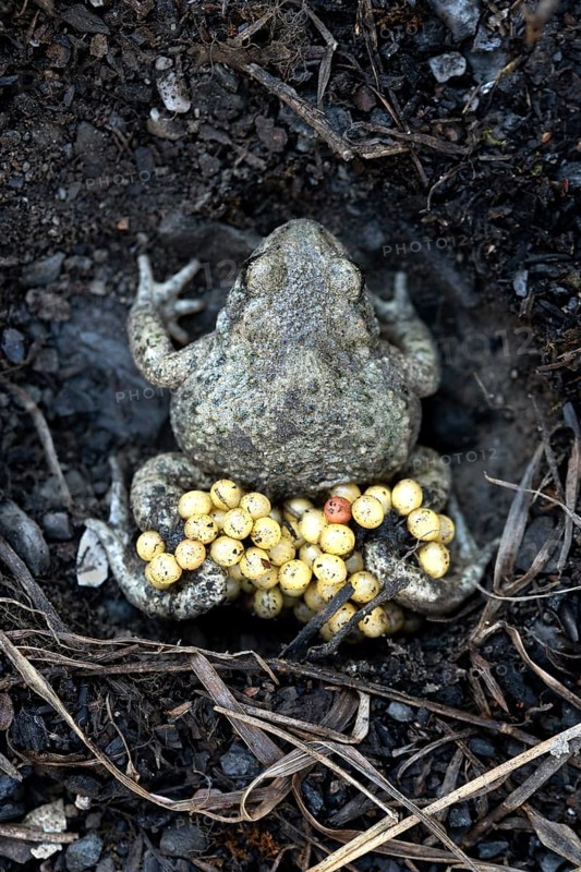 Common midwife toad