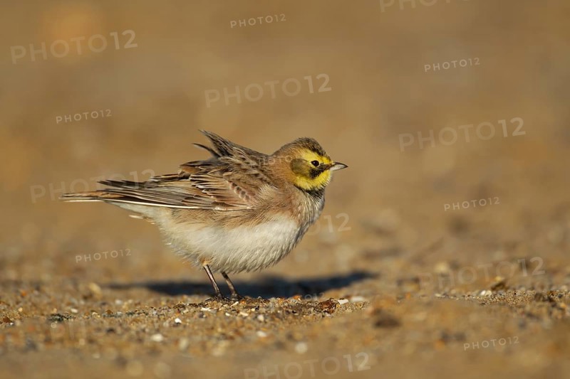 Shorelark or Horned lark