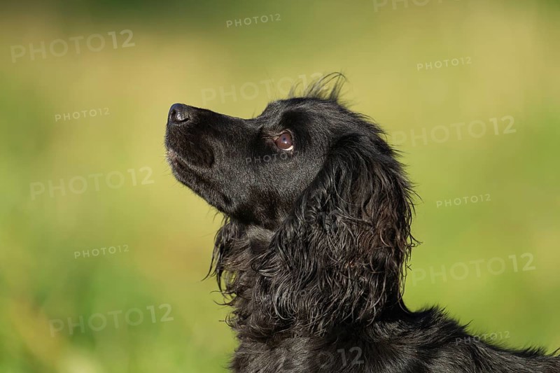 English springer spaniel dog
